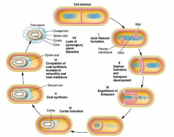 Endospore - Structure, Sporulation, Germination and Examples 7 Endospore Formation Steps