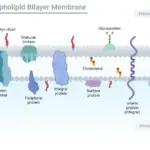 Structure of Plasma membrane (Cell membrane)