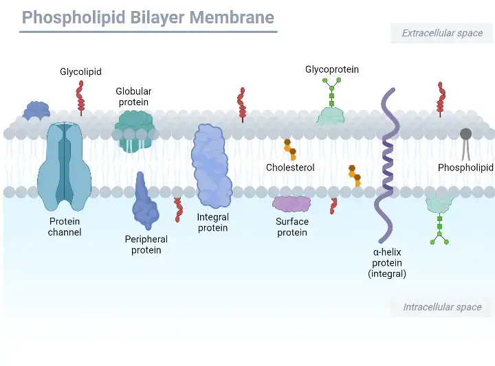 Structure of Plasma membrane (Cell membrane)