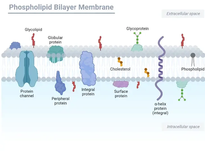 Structure of Plasma membrane (Cell membrane)