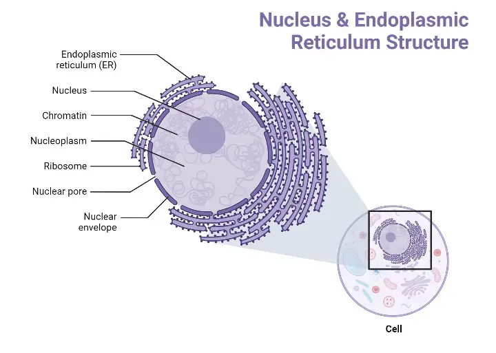 Structure of Nucleus