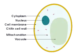 Cytoplasm