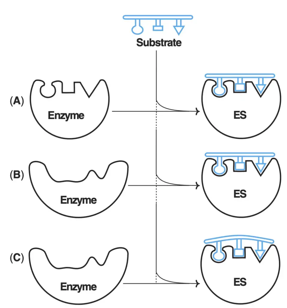 Mechanism of enzyme-substrate (ES) complex formation (A) Lock and key model (B) Induced fit theory (C) Substrate strain theory.