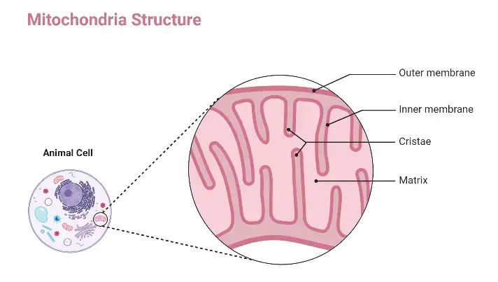 Structure of Mitochondria