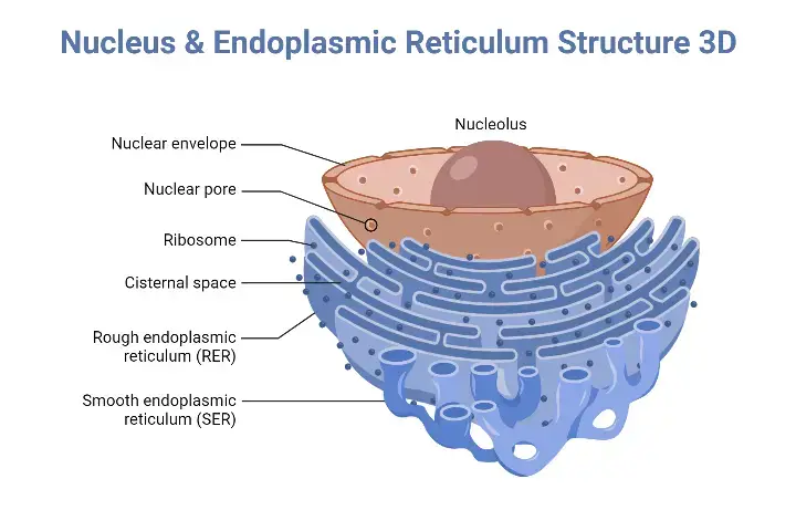 Endoplasmic Reticulum (ER)