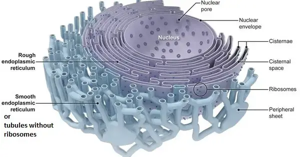 Structure of Endoplasmic Reticulum (ER)