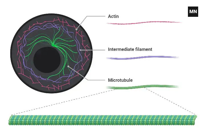 Cytoskeleton Components (Fluorescent)