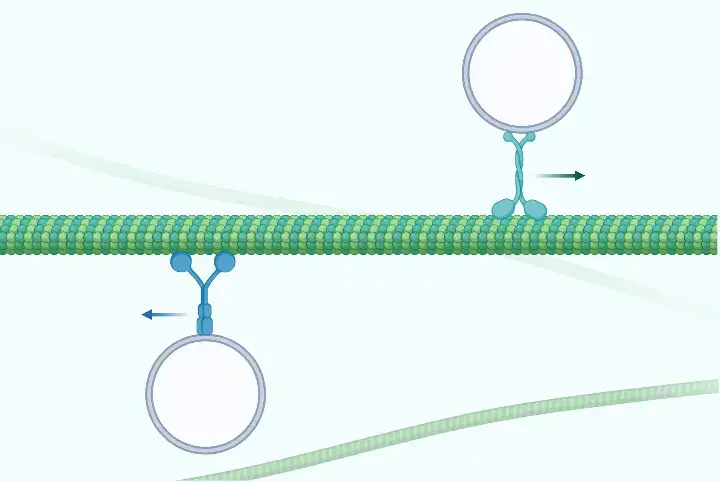 Structure of Microtubules