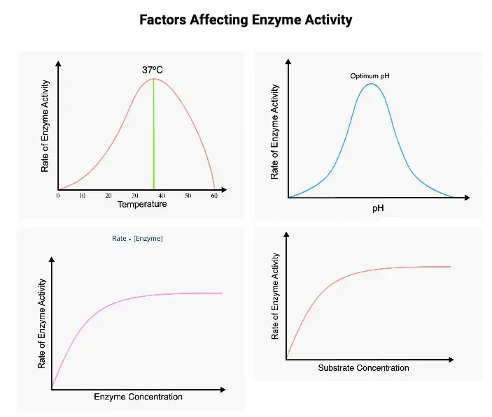 Factors Affecting Enzyme Activity