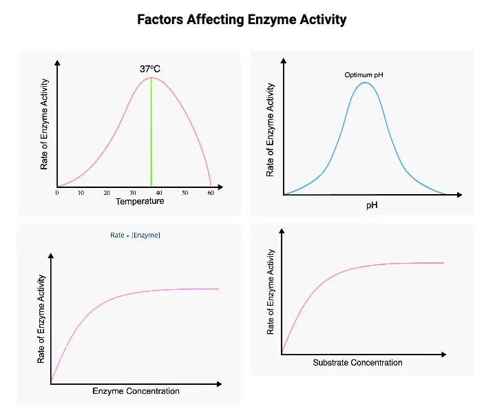 Factors Affecting Enzyme Activity