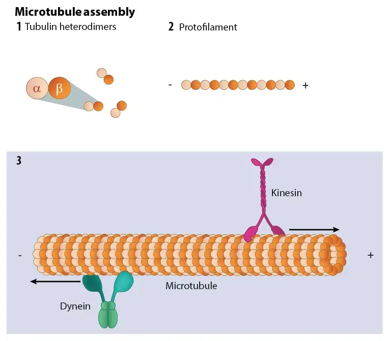 Structure of Microtubules