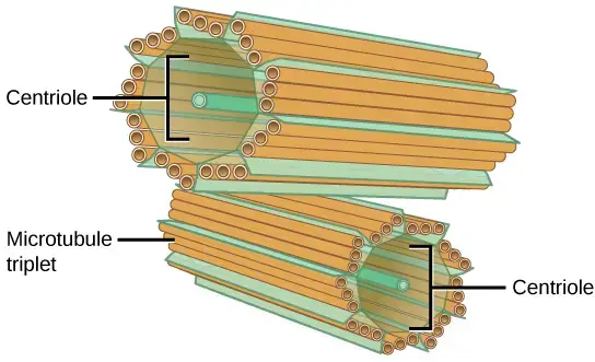 Structure of Centrioles 