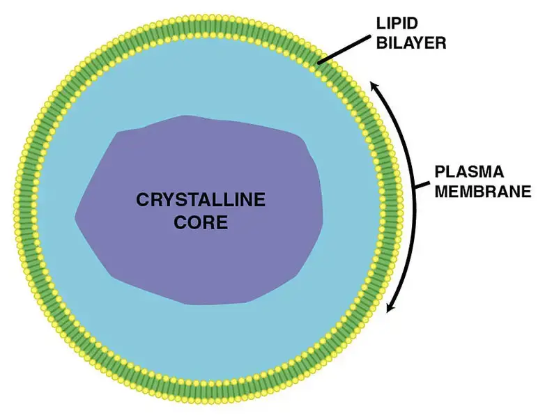 Structure of Peroxisomes