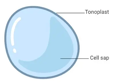 Structure of Vacuoles