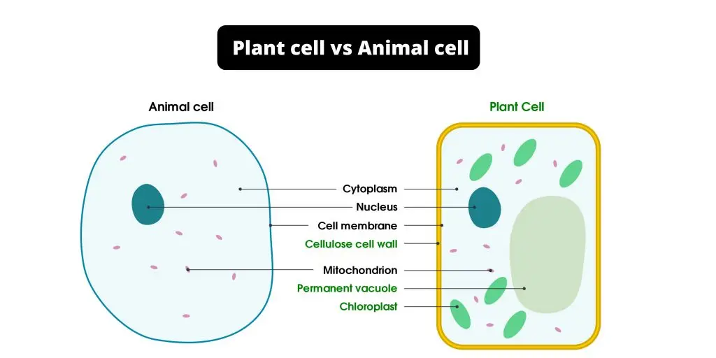 animal and plant cell diagram