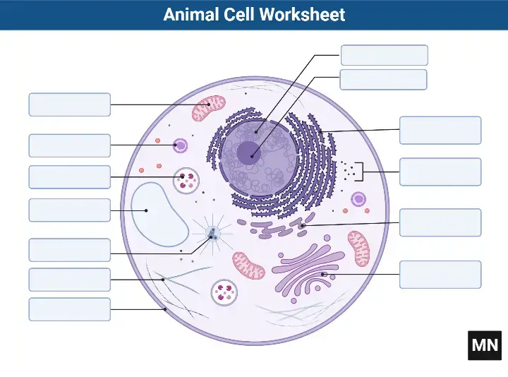 Animal Cell Worksheet
