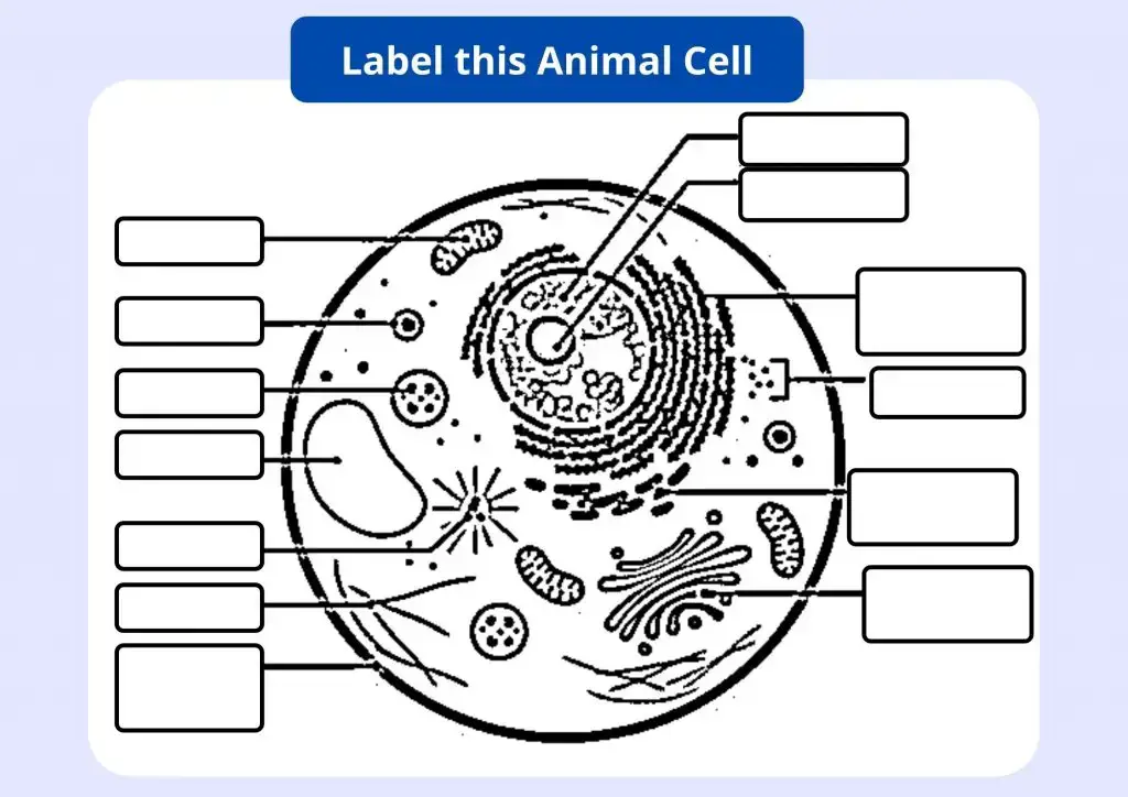 Animal Cell Worksheet
