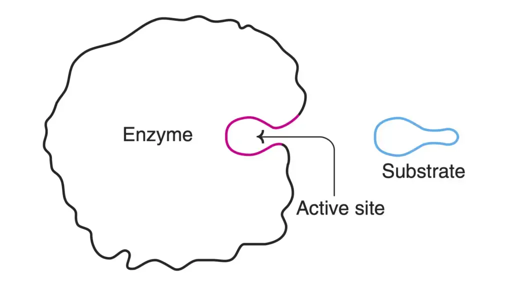 Diagrammatic representation of an enzyme with active site.