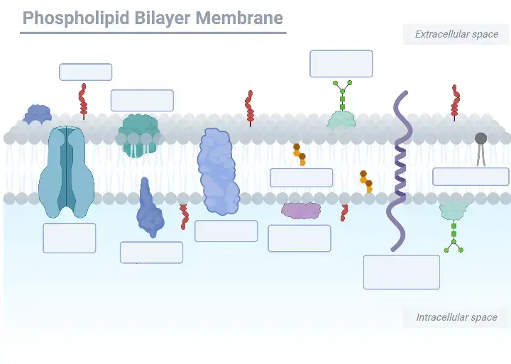 Cell Membrane (Plasma Membrane) Worksheet