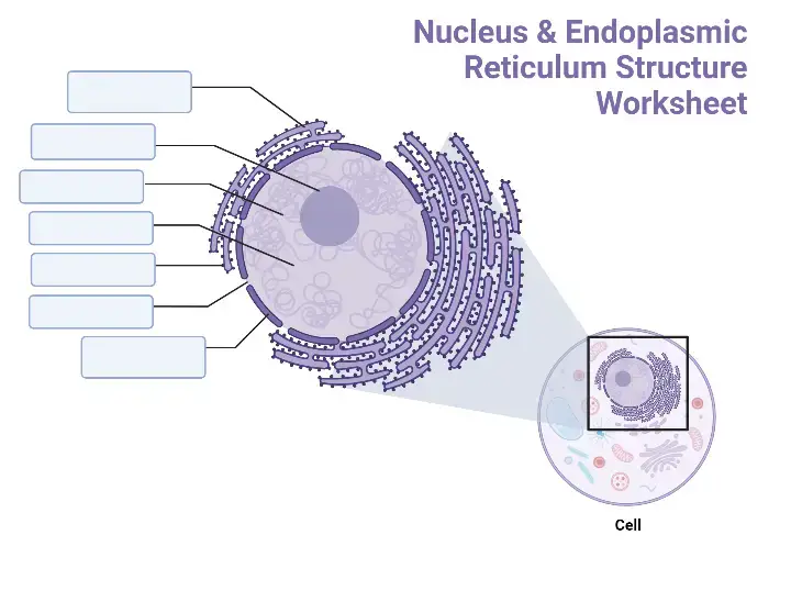 Cell Membrane (Plasma Membrane) Worksheet