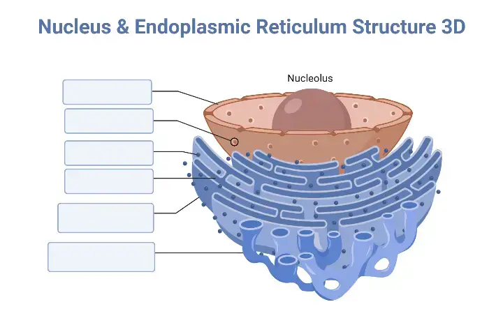 Nucleus & Endoplasmic Reticulum Structure 3D Worksheet