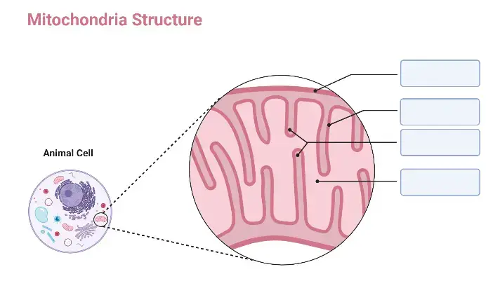 Mitochondria Structure Animal Cell worksheet

