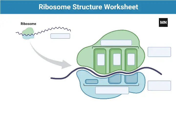 Ribosome Structure Worksheet