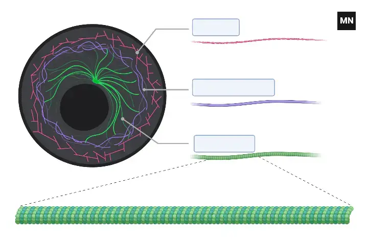 Cytoskeleton Components (Fluorescent) Worksheet