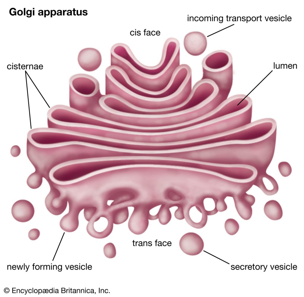 Structure of Golgi Apparatus