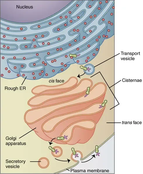 Golgi Apparatus – Definition, Structure, Functions and Diagram 4 The Golgi apparatus (salmon pink) in context of the secretory pathway