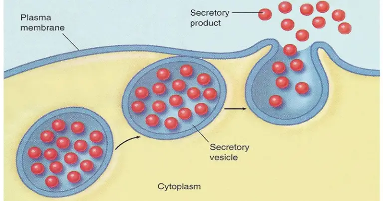 Secretory Vesicles - Definition, Structure, Functions, and Diagram ...