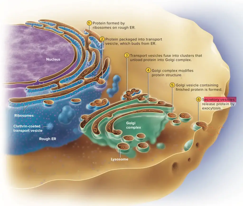 Secretory Vesicles - Definition, Structure, Functions, and Diagram ...