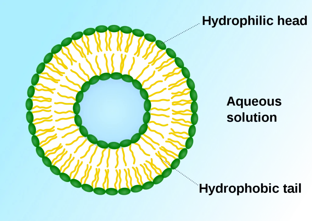 The structure of the vesicle