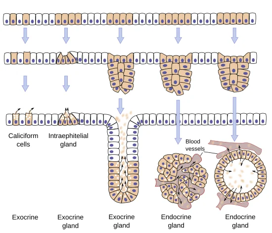 Main types of glands. Glands differentiate from epithelial tissues during embryo development. Arrows point to the released substances.