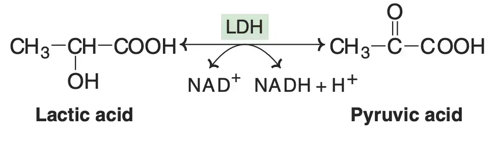Lactate Dehydrogenase (LDH) Isoenzyme