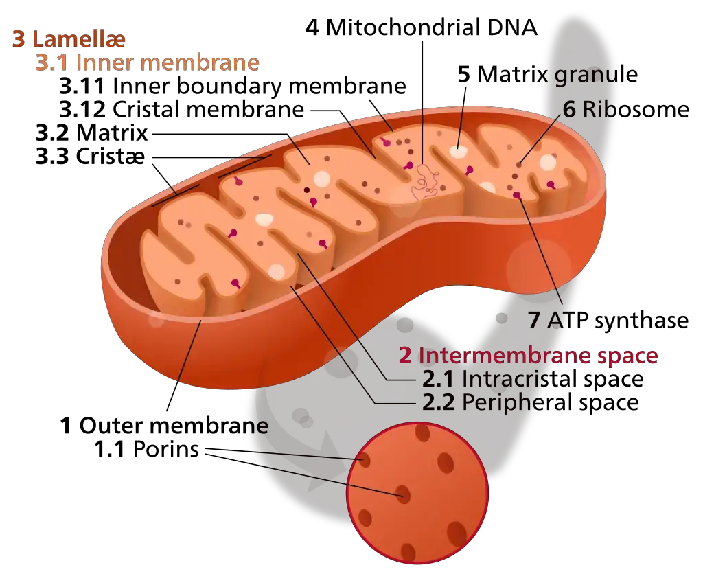 Diagramtic structural features of a mitochondrion 