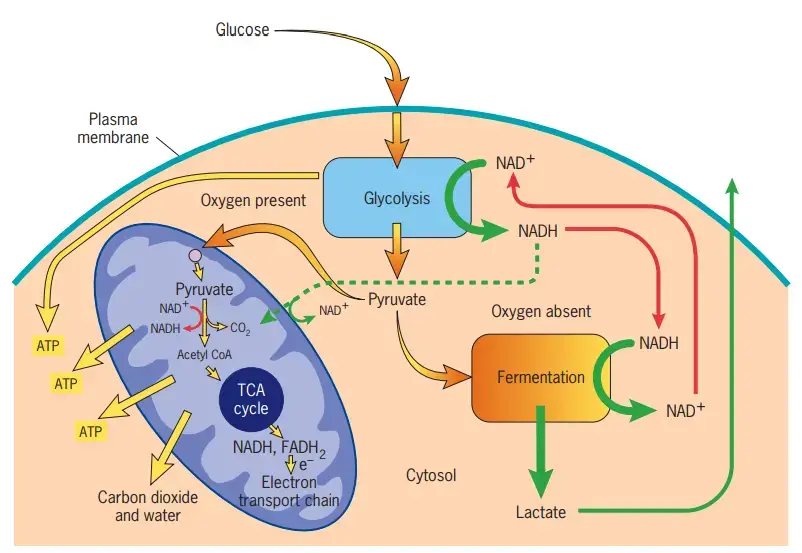 Mitochondria Function