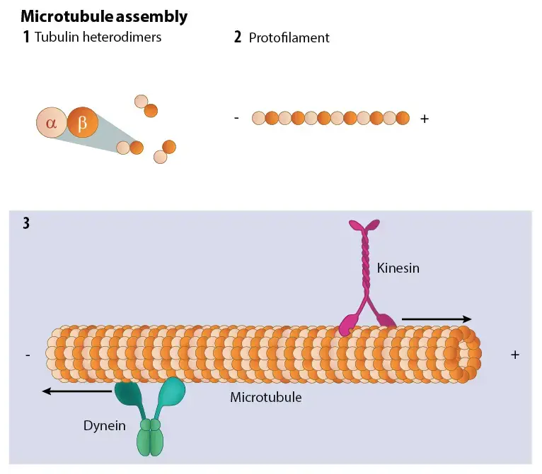 Assembly and Disassembly of Microtubules 