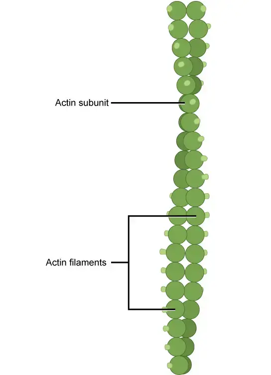 Microfilaments, which consist of two actin filaments entangled with one another, are the smallest filaments in the cytoskeleton. 