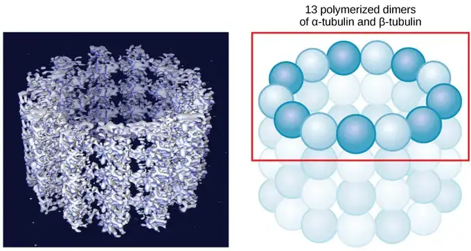 Micrtubule Structure: A microtubule’s wall is made up of 13 polymerized dimers of alpha- and beta-tubulin, making it hollow (right image). The left picture depicts the tube at the molecular level. 