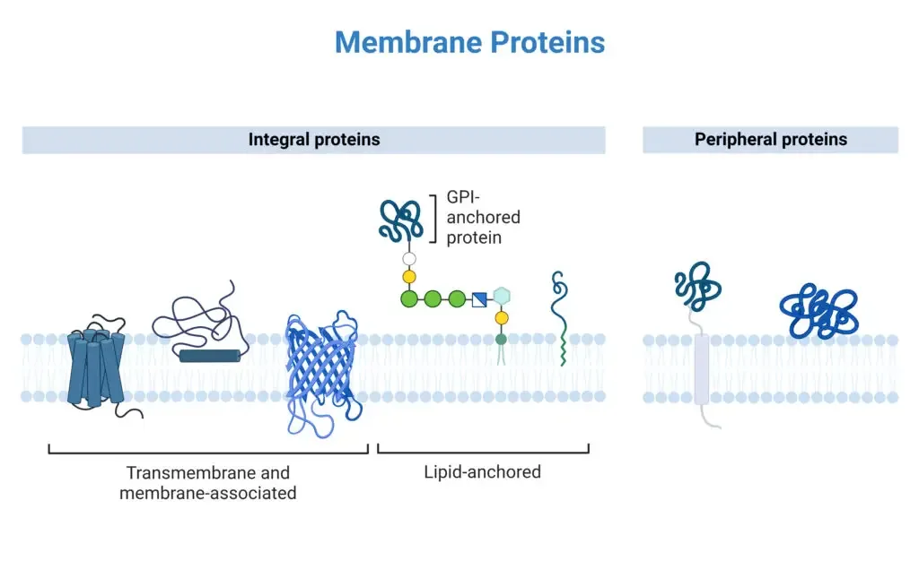 Structure of Peripheral Proteins
