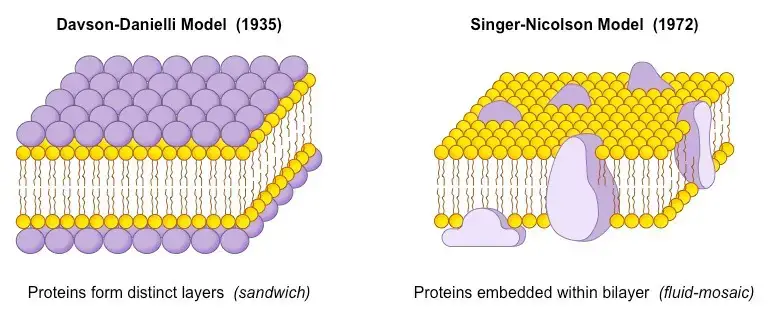  Lipid and Lipid Bilayer Model