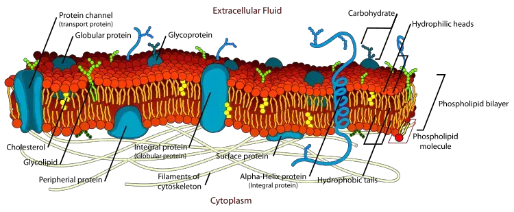 Fluid Mosaic Model