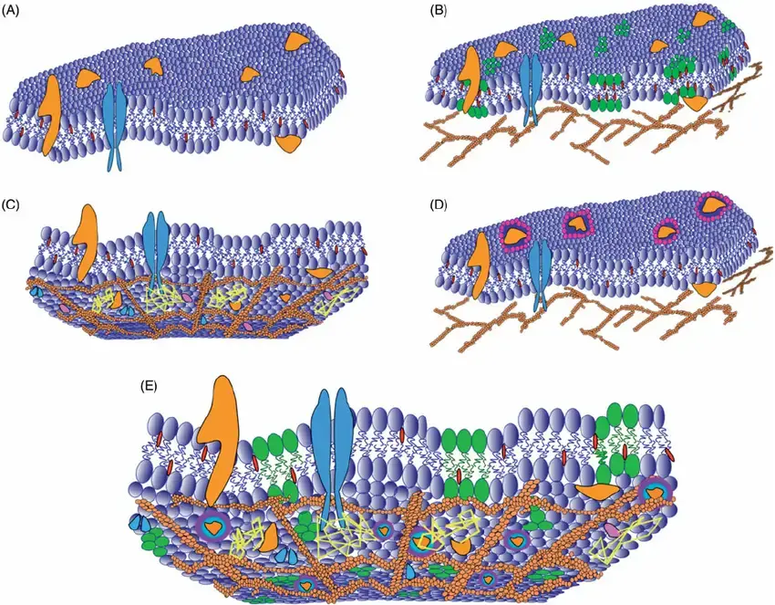 Different Plasma Membrane Models – (A) Fluid mosaic model presents the plasma membrane as a two-dimensional liquid in which proteins (orange and blue shapes) are homogenously distributed in the lipid bilayers (dark blue). This model allows the possibility of rapid lateral diffusion of lipids and proteins within the membrane. (B) The lipid raft model proposes the existence of small regions (green shapes) enriched in cholesterol (red shapes) and sphingolipids. (C) The picket fence model suggests that transmembrane proteins act as ‘‘pickets’’ (orange pink and blue shapes) and the membrane skeleton as ‘‘fences’’ (dark orange net). The membrane skeleton confines the diffusion of membrane components due to collision. The membrane is depicted from cytosolic side. (D) The lipid shell model suggests that 25% of the cell membrane surface contains proteins (orange shapes) which are surrounded by lipid rings (purple and pink). (E) The models are exclusive and it is likely that different various membrane domains and compartments coexist in the plasma membrane. | Source: Kwiatek, Joanna & Hinde, Elizabeth & Gaus, Katharina. (2014). Microscopy approaches to investigate protein dynamics and lipid organization. Molecular Membrane Biology. 31. 10.3109/09687688.2014.937469.
