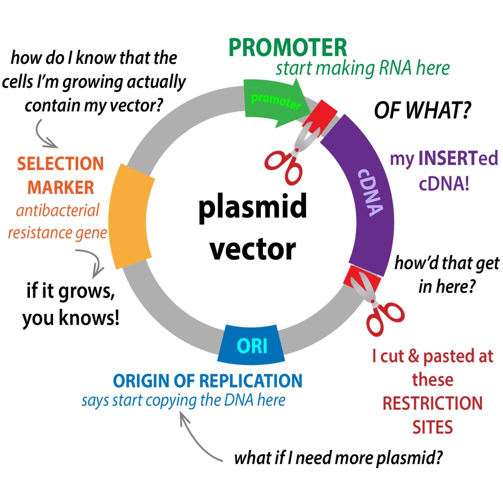 Structure of plasmids 