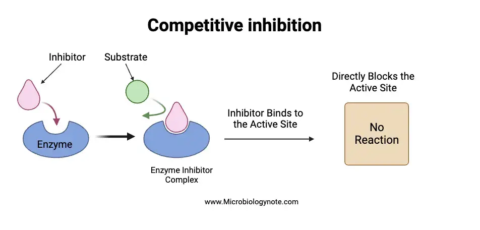 Competitive inhibition