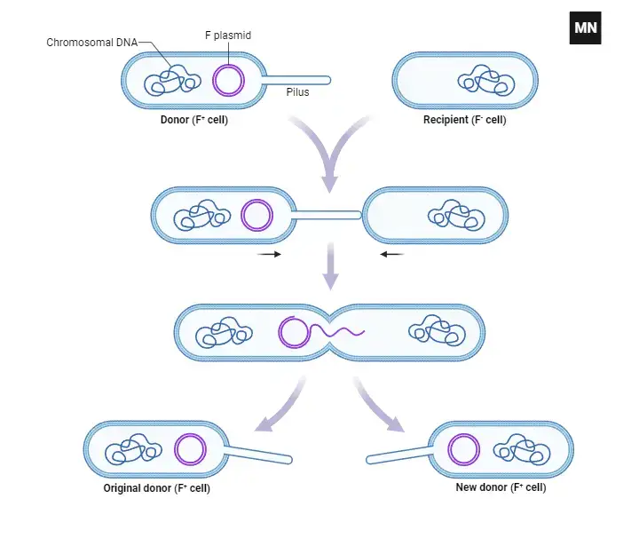 Transfer of Plasmid