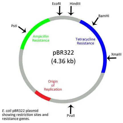 pBR322 Plasmid