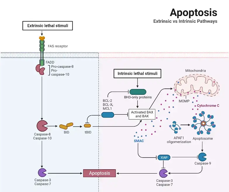 Apoptosis Pathway