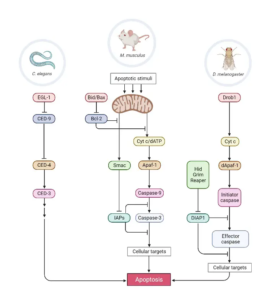 Apoptosis Pathway- Definition, Functions, Mechanism, Examples - Biology ...